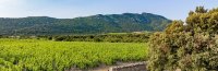 Balade vélo vignoble - Clos des reboussiers