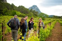 Alicia Koch - Sauvageonne - Balade Vins & saveurs