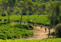 Les cycles du terroir