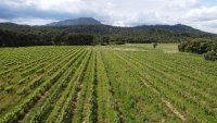 vignoble pic © arnaud marie luce