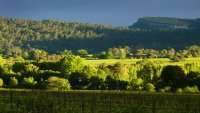 paysage © terroir du Pic Saint-Loup