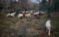 transhumance bouillon cube © Bouillon cube